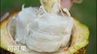 園藝科-11504-果樹植物認識圖片